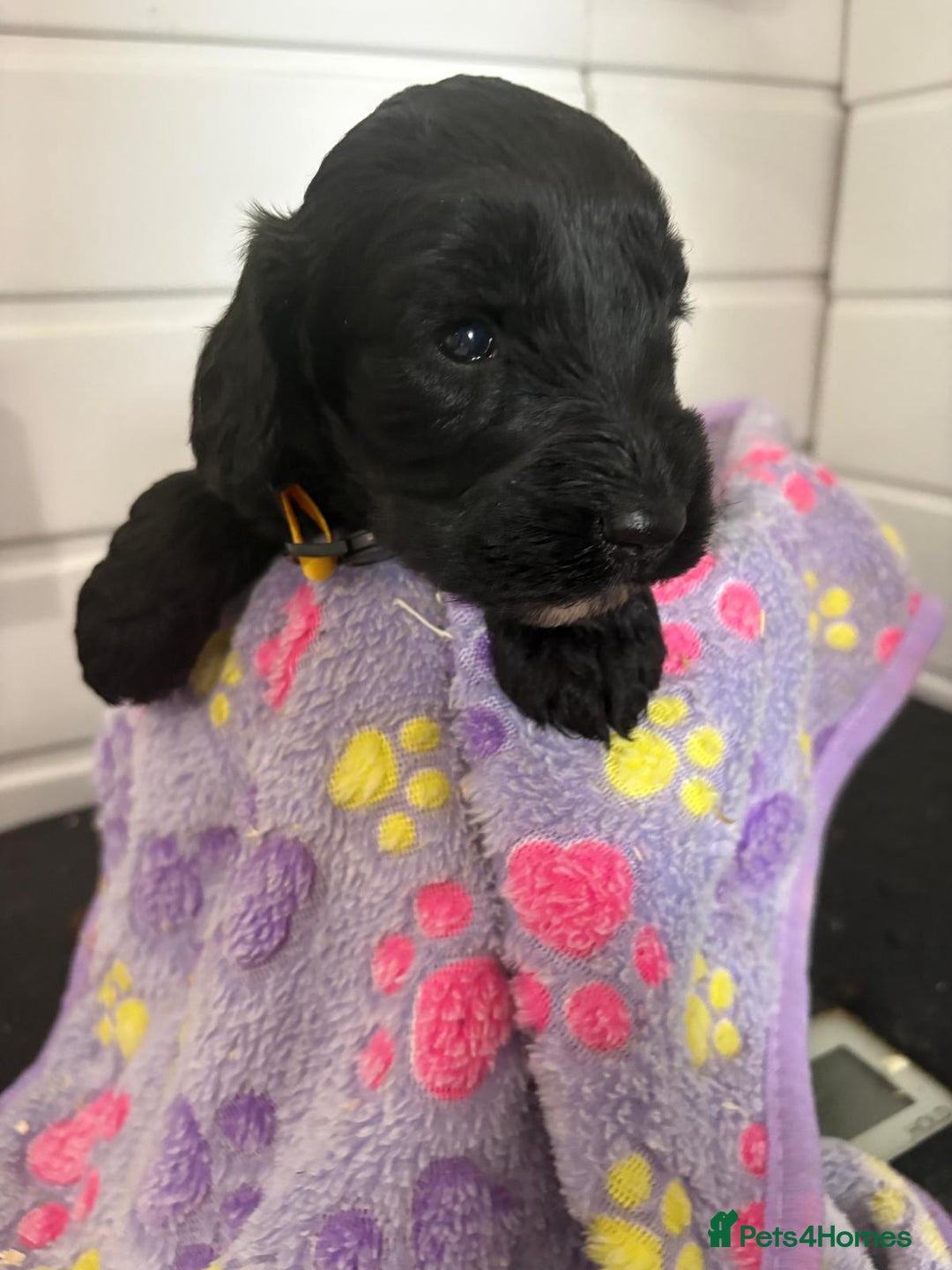 Cockapoo dogs for sale: 5 cockapoo puppy ready 13nov  - Image 22
