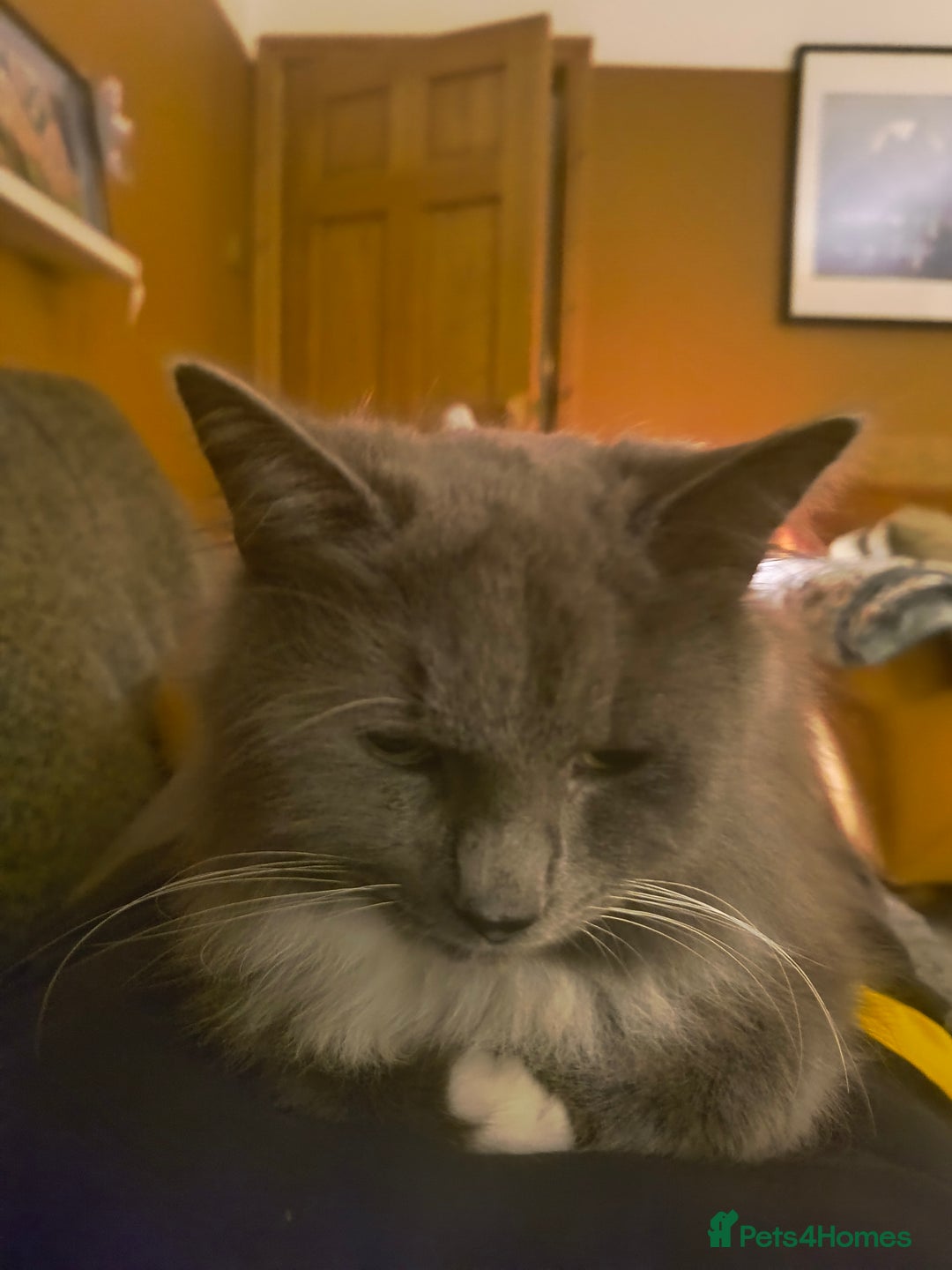 Russian Blue cats for sale: Russian Blue Cross Boy Cat: 9 months old - Advert 5