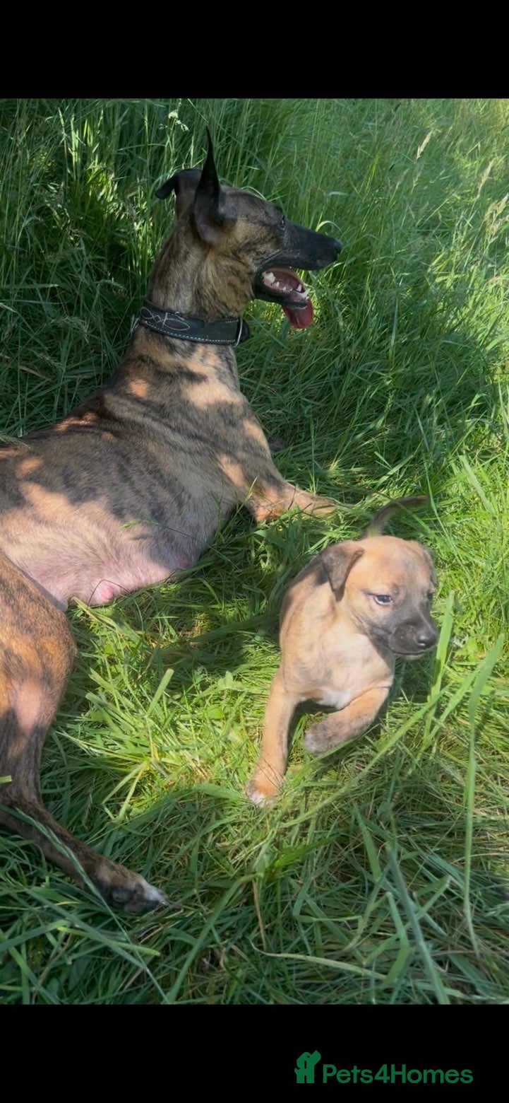 Whippet dogs for sale: Whippet puppies - Advert 4