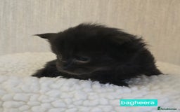 Maine Coon cats for sale: Maine Coon Kittens Smokes Large Russian Lines - Image 25