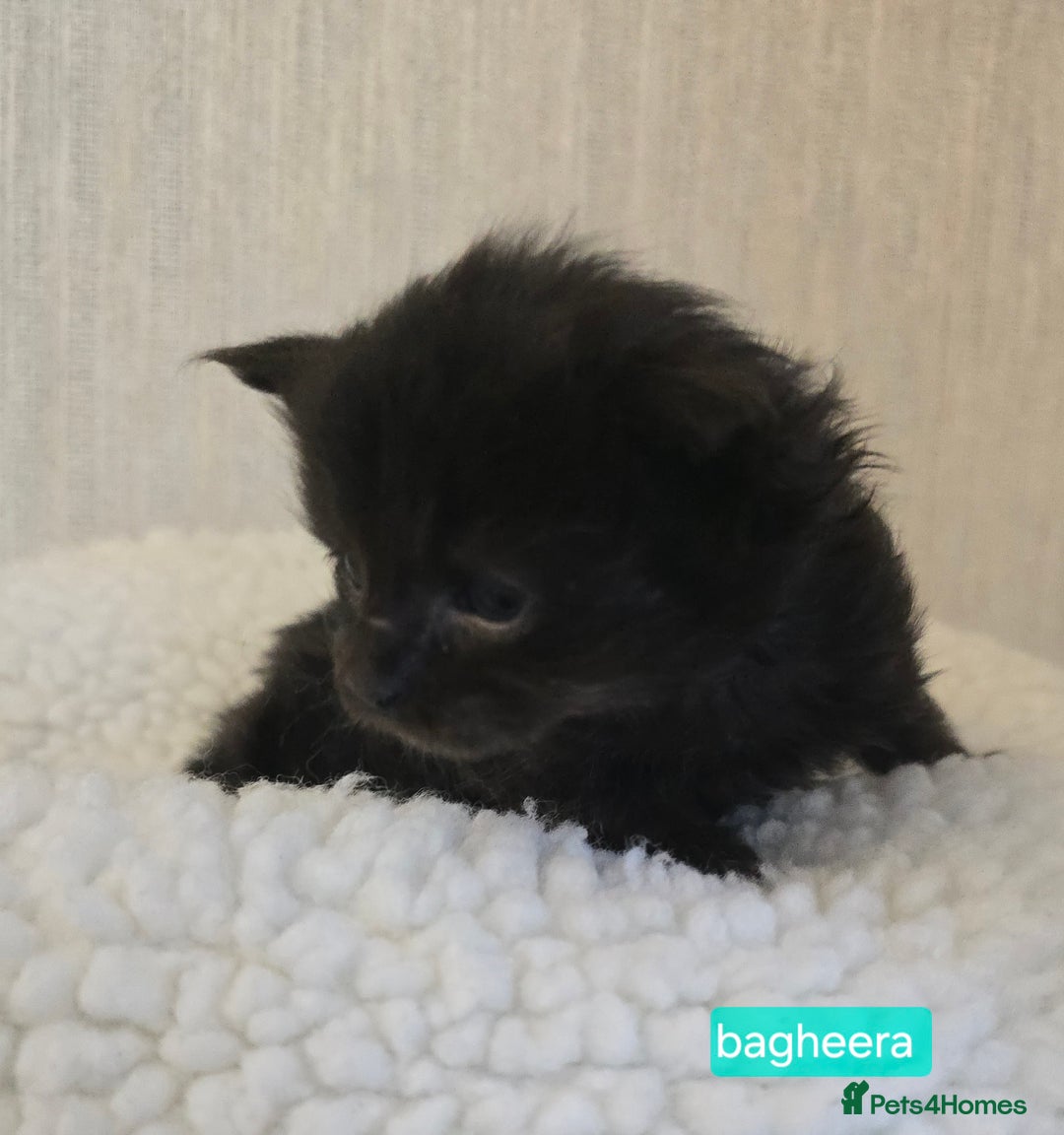 Maine Coon cats for sale: Maine Coon Kittens Smokes Large Russian Lines - Image 25