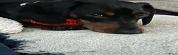 Dachshund dogs for sale: Dog to rehome - Advert 8