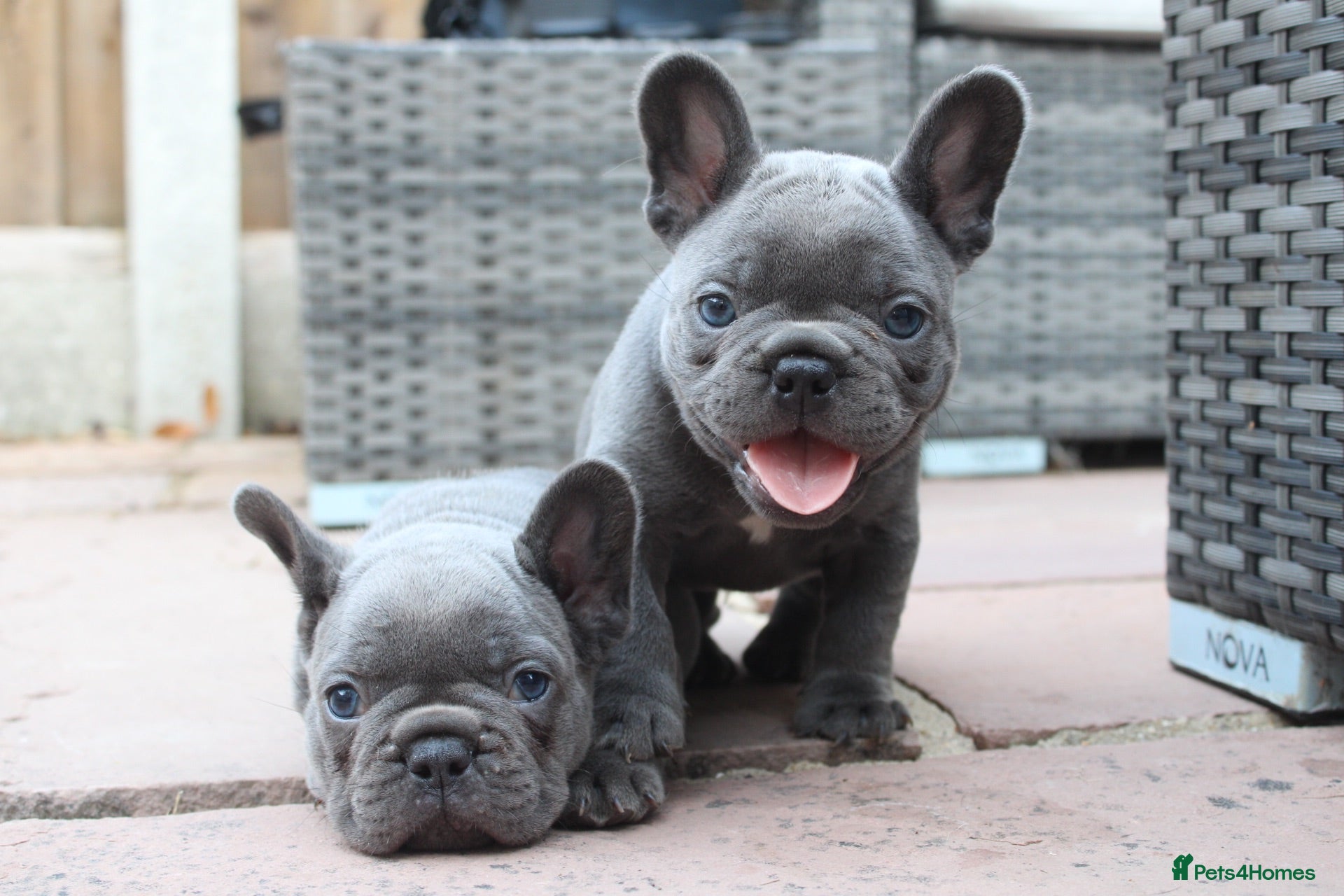 French Bulldog dogs French bulldog frenchies pups - Advert 1