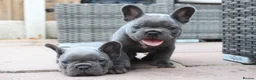 French Bulldog dogs for sale: French bulldog frenchies pups - Advert 1