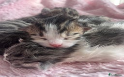 Siberian cats for sale: Four fluffy hyperallergenic kittens - Image 10