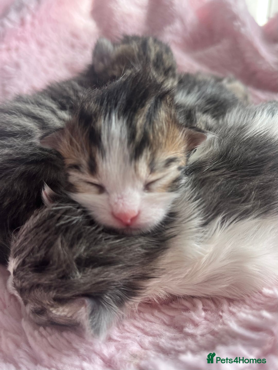 Siberian cats for sale: Four fluffy hyperallergenic kittens - Image 10