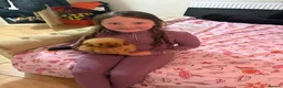 Cockapoo dogs for sale: Stunning cockapoo puppies ready now 😘❤️ - Advert 10