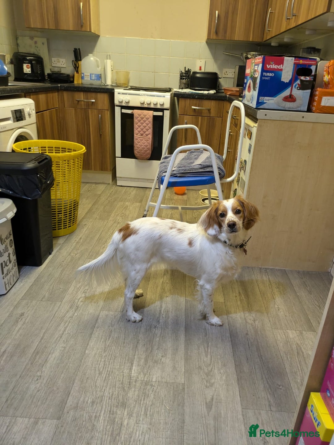 Mixed Breed dogs for sale: Free, unable to care for - Advert 4