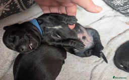 Mixed Breed dogs for sale: Doxie-Dales ready now - Image 10