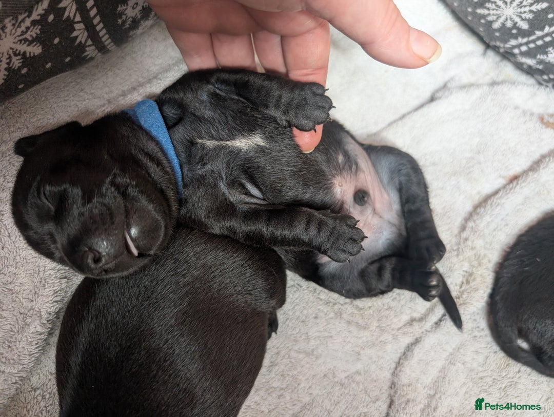 Mixed Breed dogs for sale: Doxie-Dales ready now - Image 10