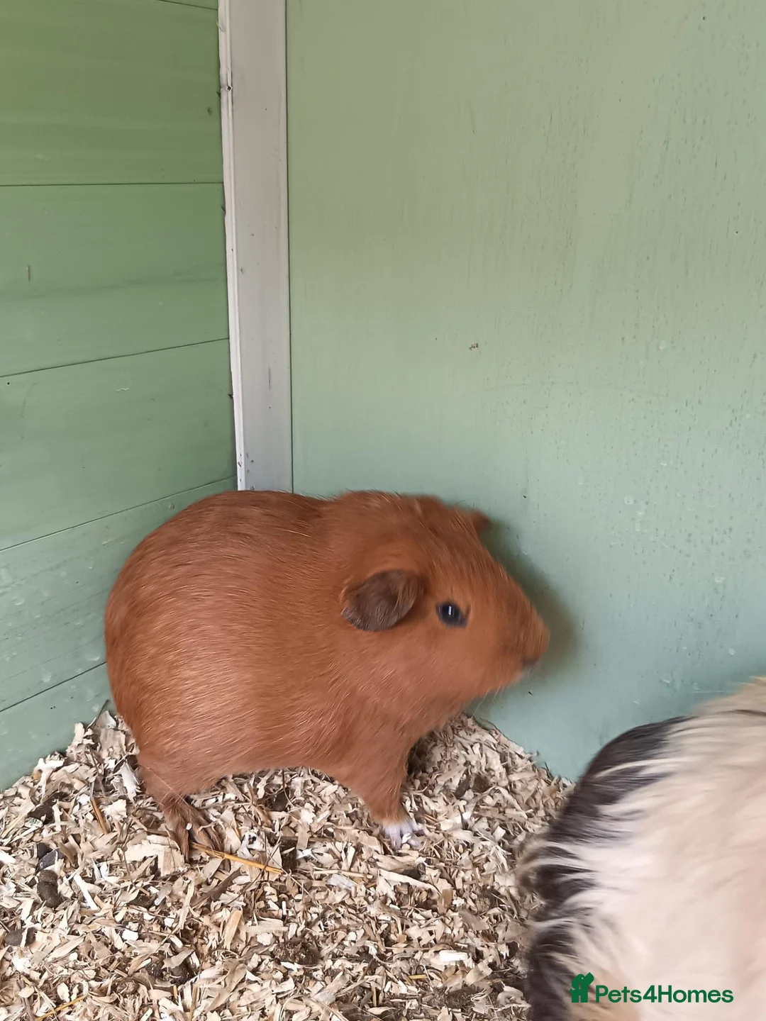 Guinea Pig rodents for sale: 2 female babies and adult male  - Advert 2