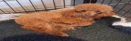 Toy Poodle dogs for sale: KC reg Toy Poodle boys - Advert 4