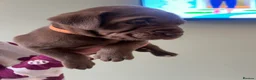 Mixed Breed dogs for sale: Bulldog Labrador mix puppies  - Advert 19