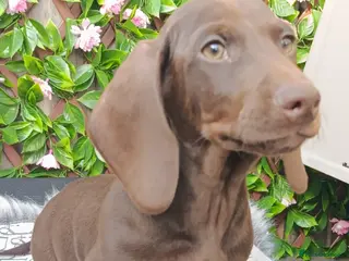 Dachshund dogs Fully vaccinated MALE KC REG - Advert 15