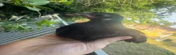 Mixed Breed poultry for sale: Mixed Flock of Birds - Advert 12