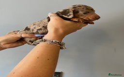 Dachshund dogs for sale: 6 little Dacshund puppies! 2 Dapples!  - Image 2