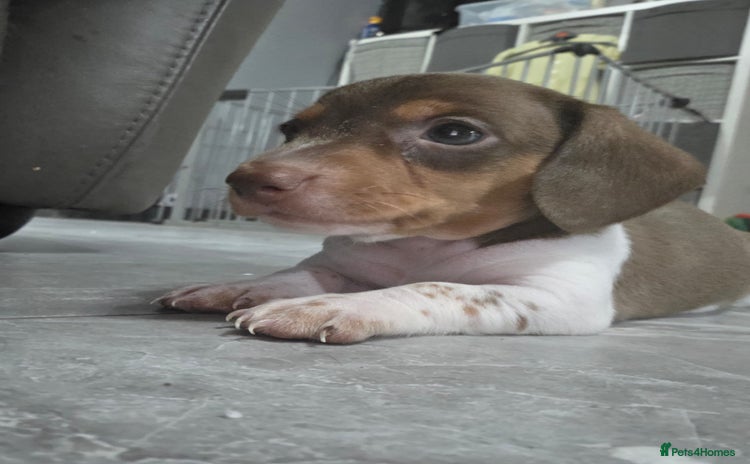 Miniature Dachshund dogs - Advert 8