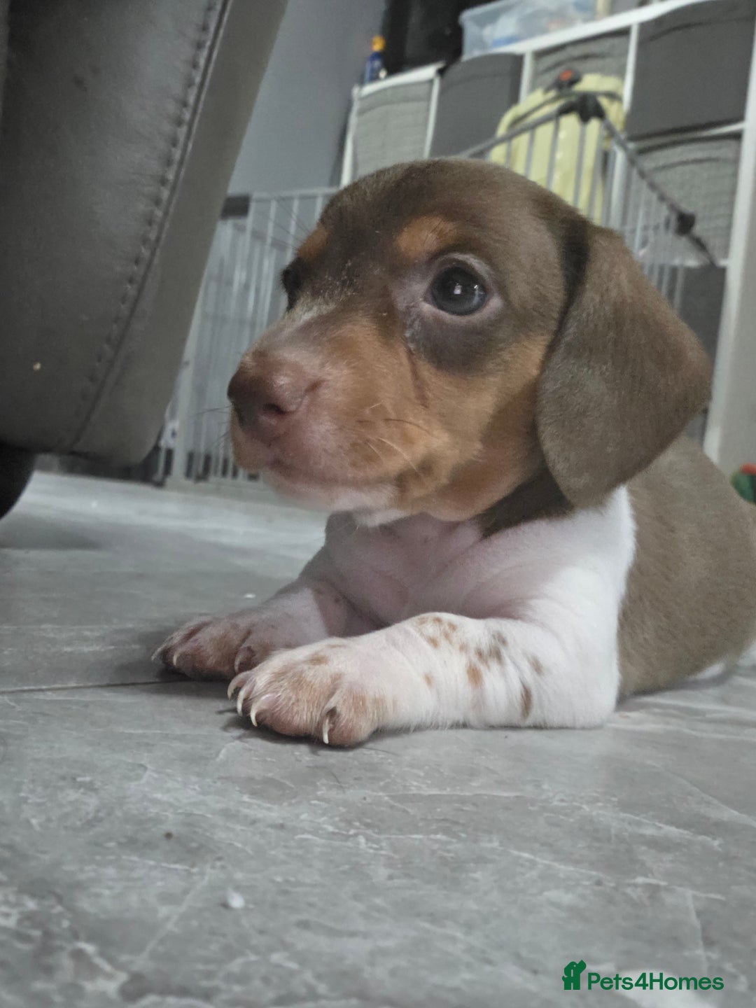 Miniature Dachshund dogs for sale: Miniature dachshund puppies KC Reg 1 boy left - Image 1
