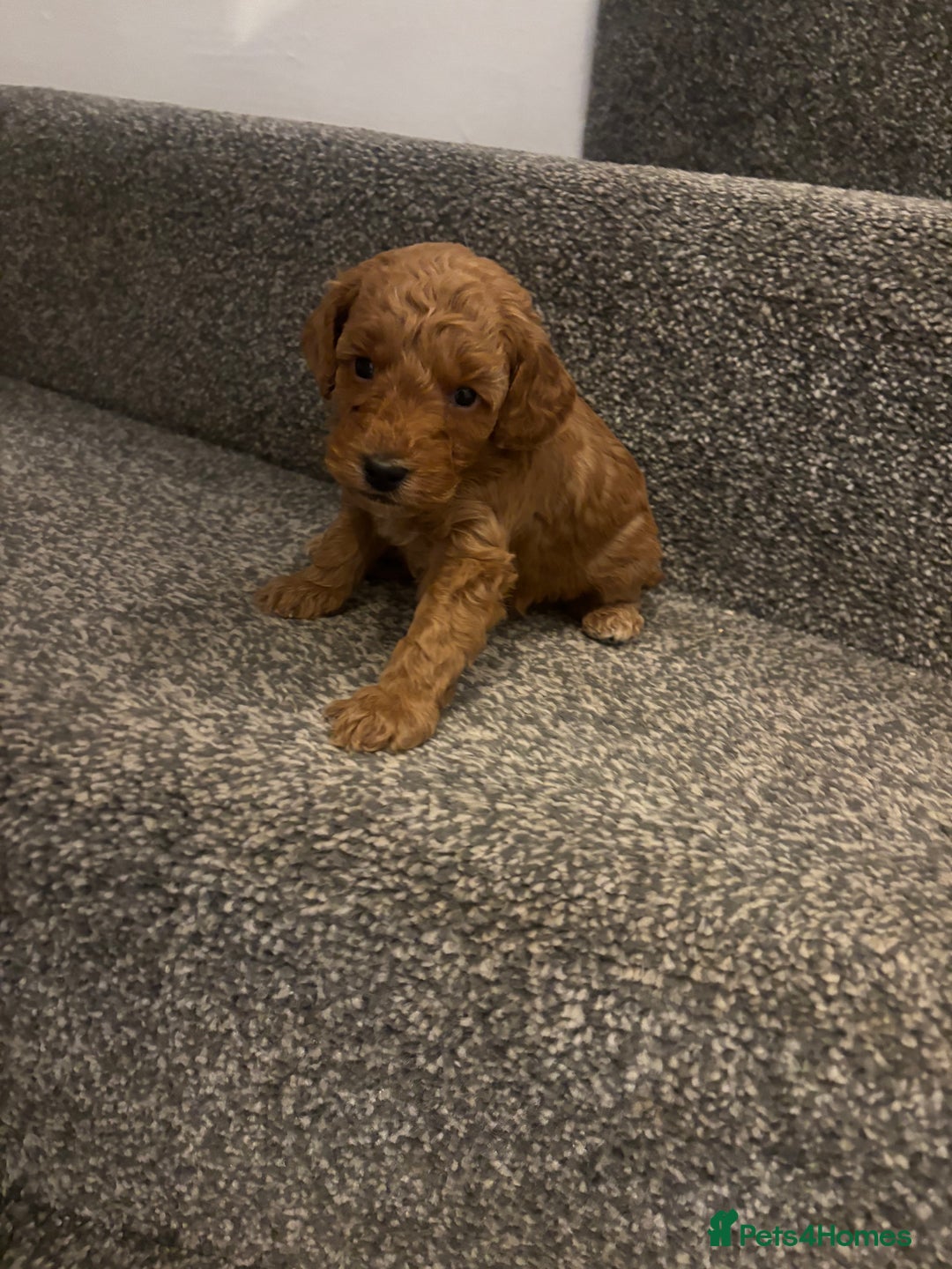 Toy Poodle dogs for sale: Toy poodle puppies *Ready for  ** * - Advert 25