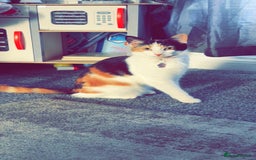 British Longhair cats for sale: Bonnie and biscuit  - Image 3