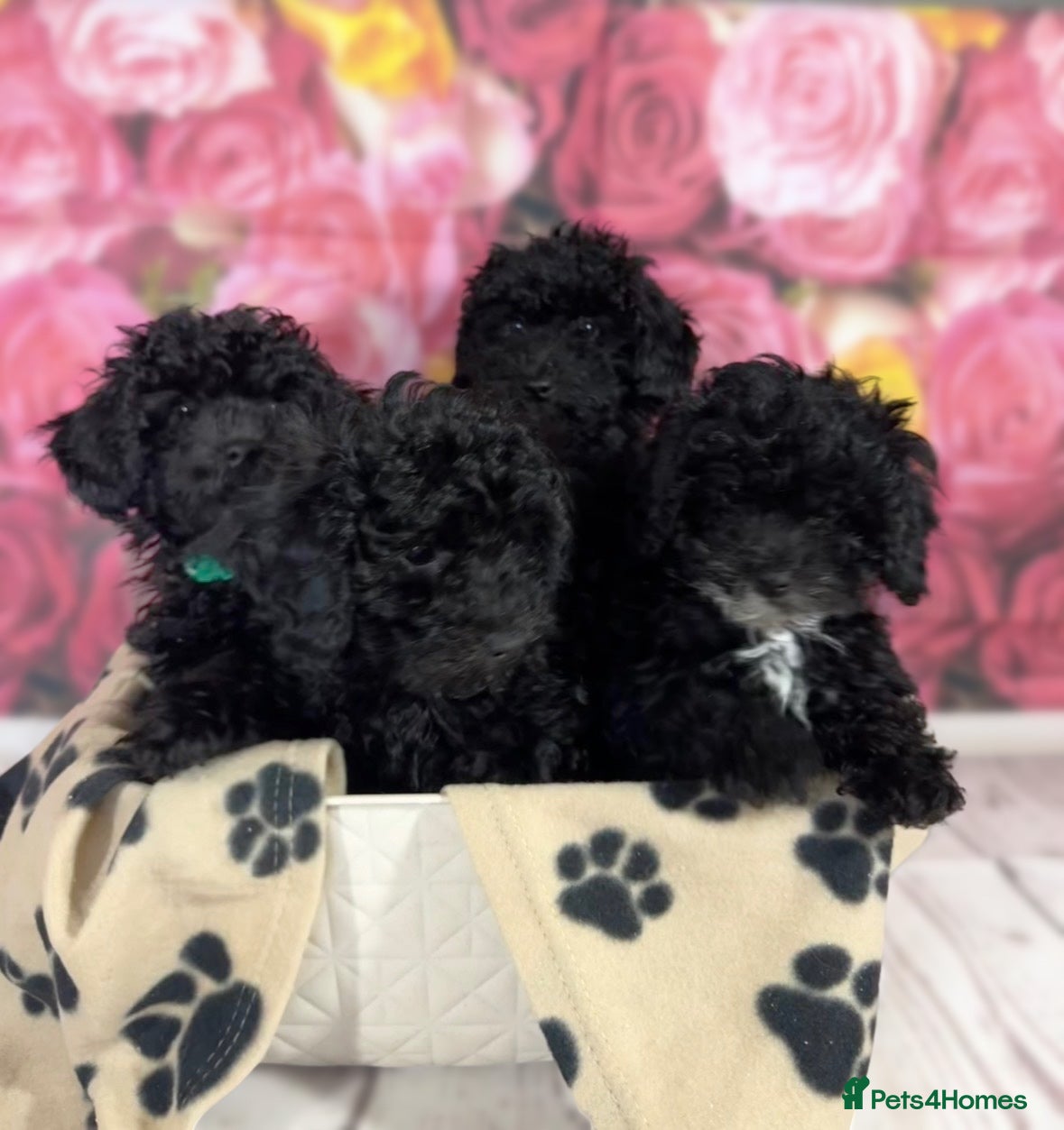 Toy Poodle dogs Gorgeous Pure-Bred Toy Poodle Pups - Advert 10