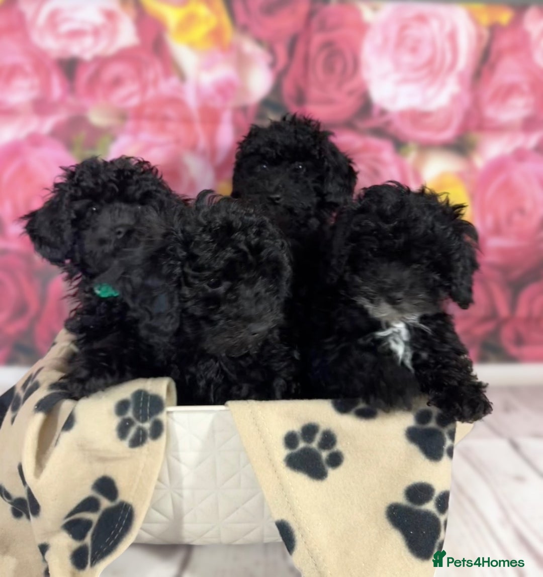 Toy Poodle dogs for sale: Gorgeous Pure-Bred Toy Poodle Pups - Advert 3