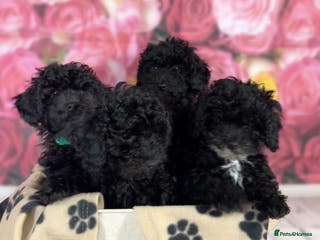 Toy Poodle dogs Gorgeous Pure-Bred Toy Poodle Pups - Advert 2