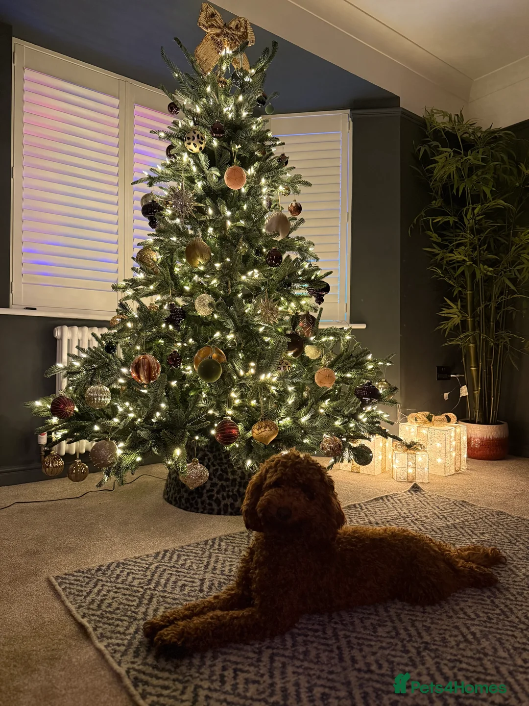 Cockapoo dogs for sale: Handsome 1 year old cockapoo Elvis 💙 - Advert 7