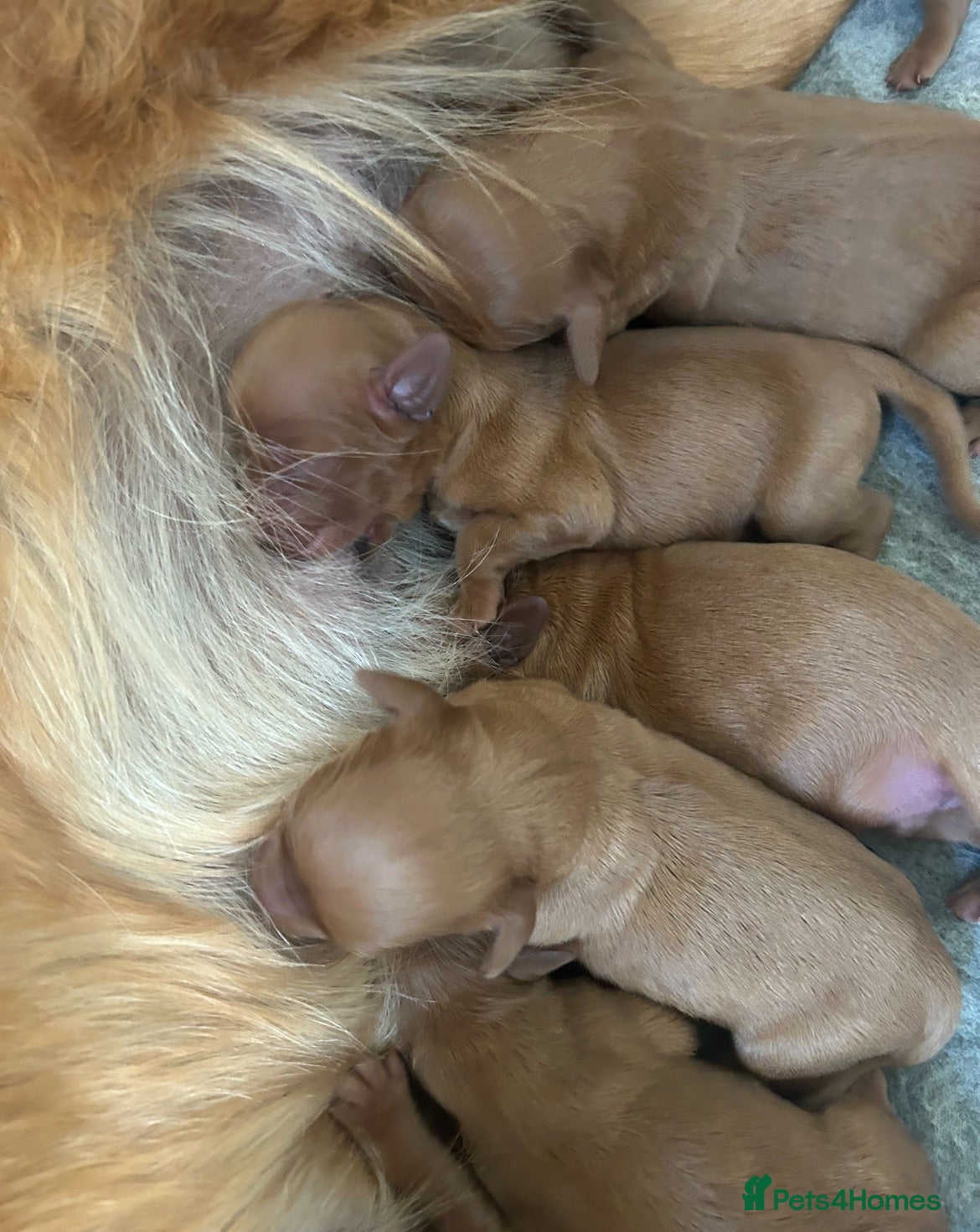 Mixed Breed dogs  ☘️ Golden Irish puppies available  ☘️ - Advert 1
