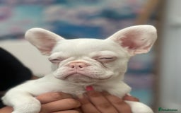 French Bulldog dogs for sale: French bulldog puppies  - Image 21