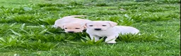 Labrador Retriever dogs for sale: Beautiful Well Bred KC Reg Labrador Puppies - Advert 9