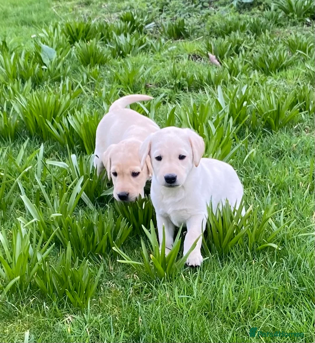 Labrador Retriever dogs for sale: Beautiful Well Bred KC Reg Labrador Puppies - Advert 9