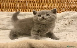 British Shorthair cats for sale: 🧸EXCEPTIONAL QUALITY PURE BREED BSH TEDDY BEARS🧸 - Advert 32