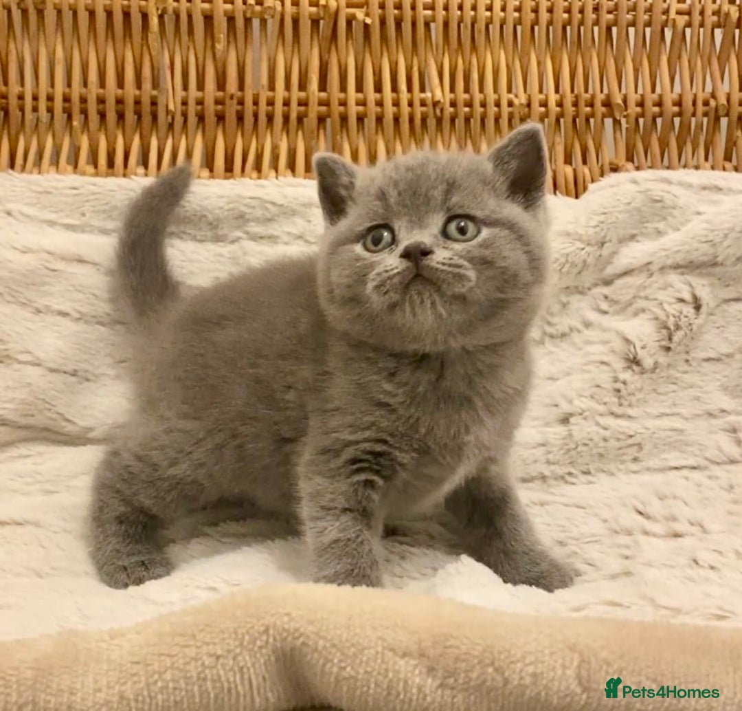 British Shorthair cats for sale: 🧸EXCEPTIONAL QUALITY PURE BREED BSH TEDDY BEARS🧸 - Advert 32