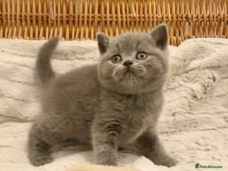 British Shorthair cats - Advert 11