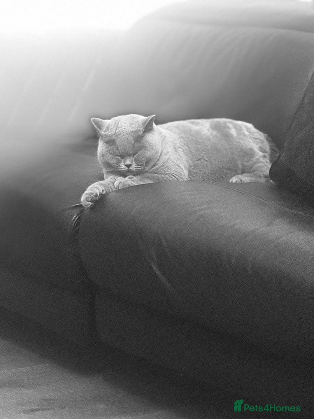 British Shorthair cats for sale: British shorthair male pedigree - Advert 8