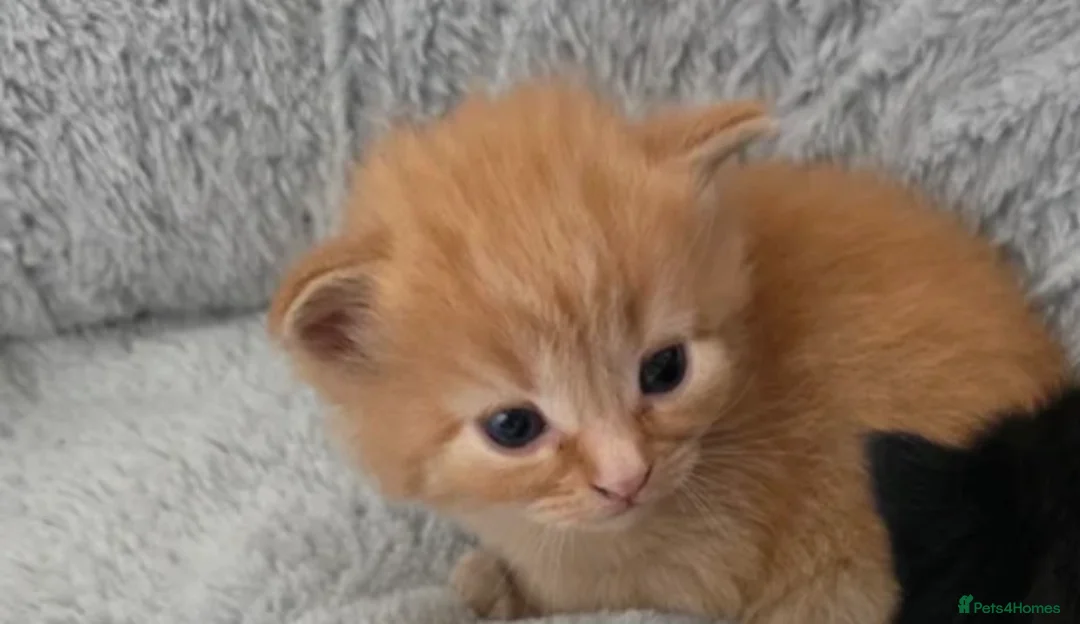 Mixed Breed cats for sale: Kittens for rehoming 1 boy 1 girl lovely colours  - Advert 2