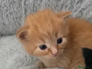 Mixed Breed cats Kittens for rehoming 1 boy 1 girl lovely colours - Advert 1