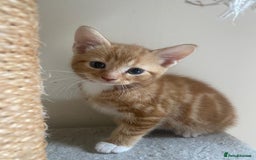 Mixed Breed cats for sale: Stunningly Gorgeous ginger kittens - Image 7
