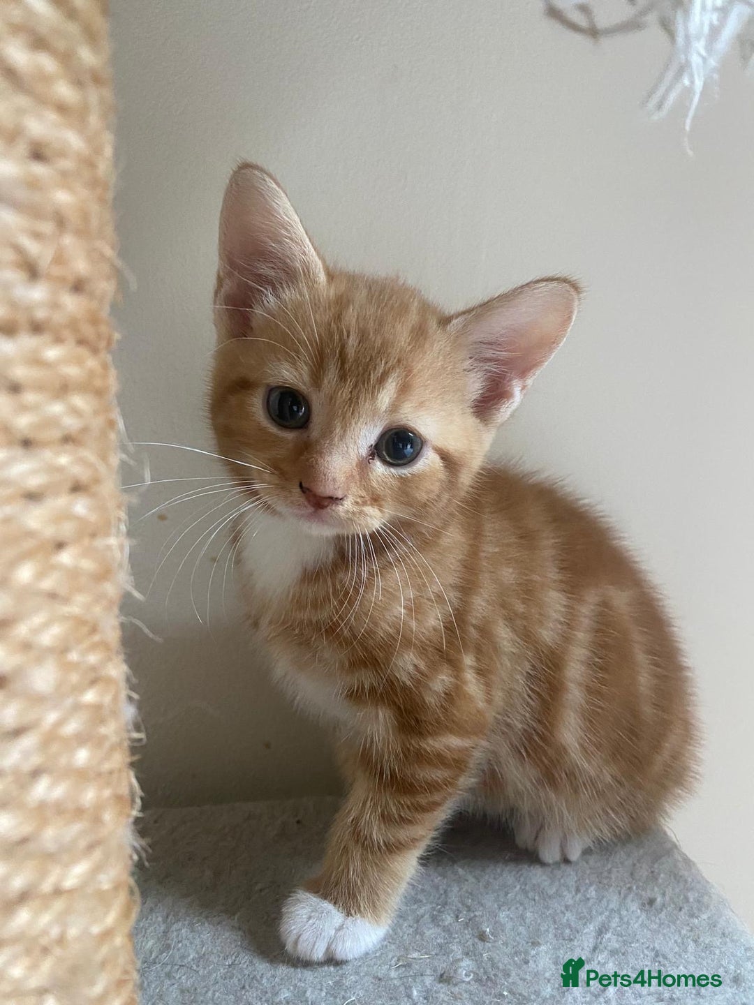 Mixed Breed cats for sale: Stunningly Gorgeous ginger kittens - Image 7