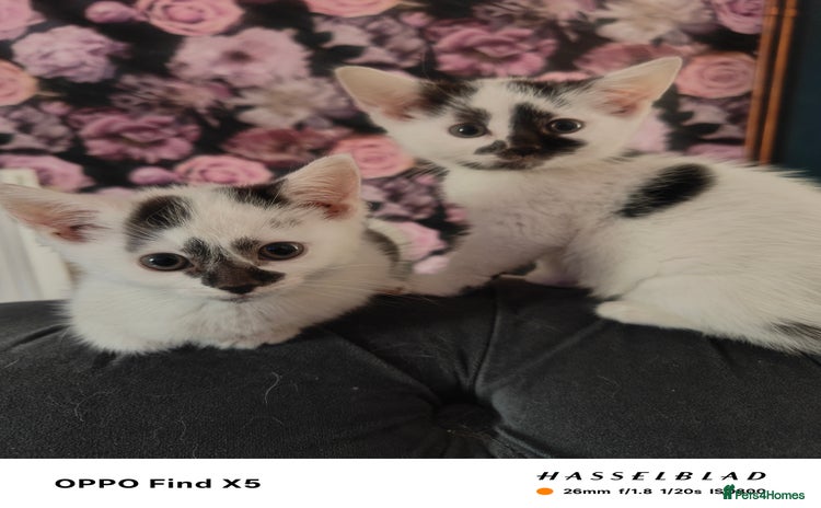 Domestic Shorthair cats - Advert 1