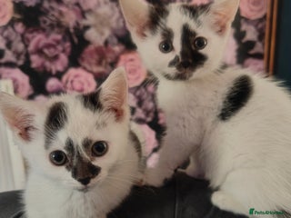 Domestic Shorthair cats - Advert 40