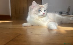 Ragdoll cats for sale: Ragdoll kittens - Image 9