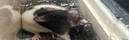 Rat rodents for sale: 4 female rats to rehome  in Scarborough - Advert 4