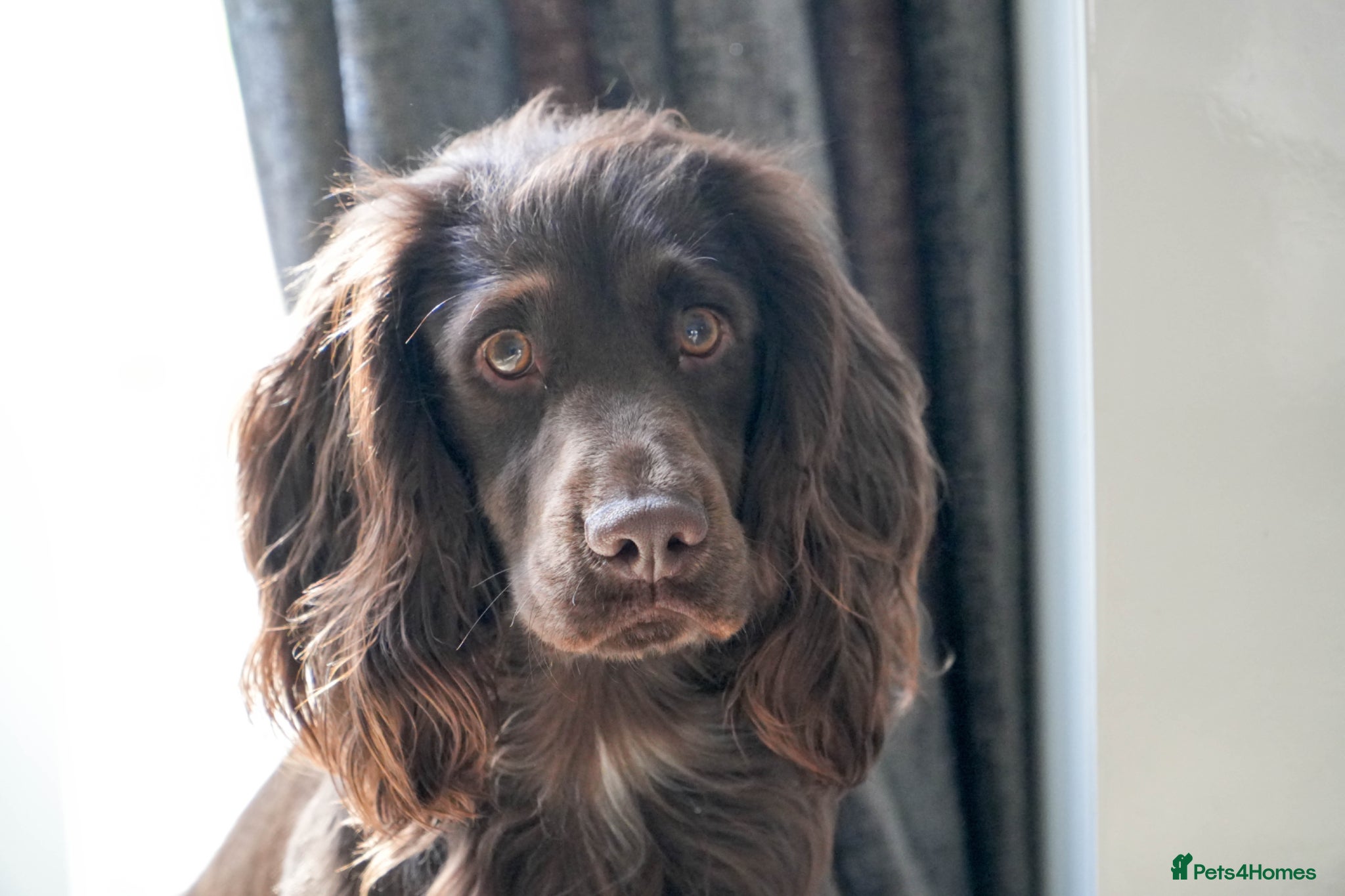 Sprocker dogs Sprocker Stud Frank  - Advert 1