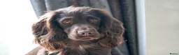 Sprocker dogs for stud: Sprocker Stud Frank  - Advert 1