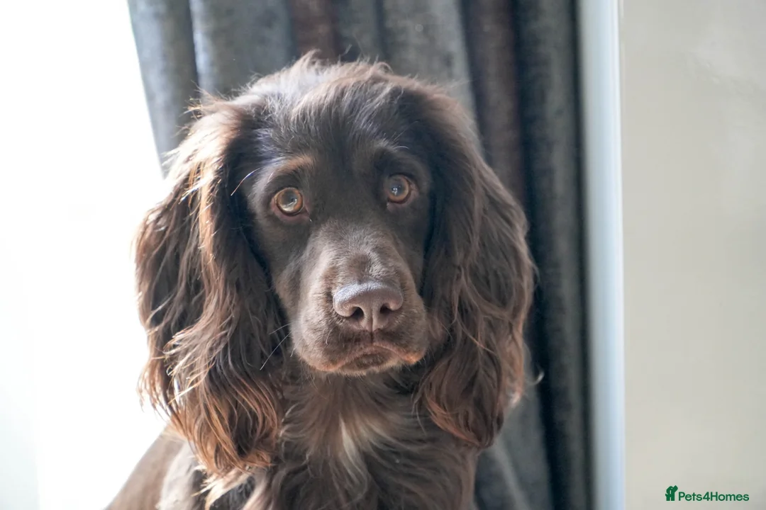 Sprocker dogs for stud: Sprocker Stud Frank  - Advert 1