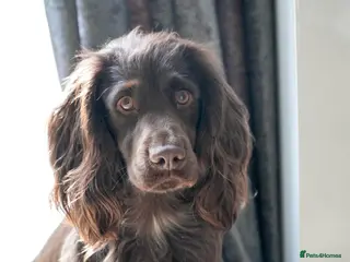 Sprocker dogs Sprocker Stud Frank - Advert 15