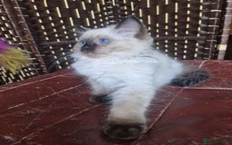 Ragdoll cats for sale: 1 Ragdoll girl left looking for a loving home  - Image 5