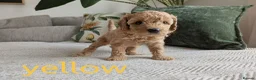 Miniature Poodle dogs for sale: KC Registered Red & Apricot Miniature Poodles - Advert 18